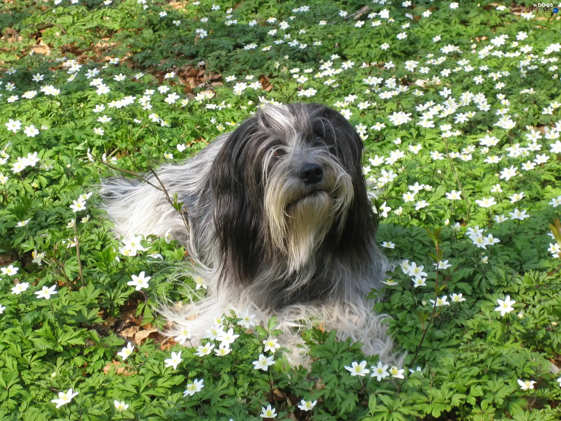 White, Flowers, Schapendoes