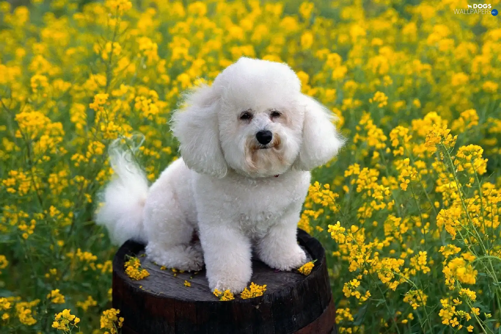 Flowers, Yellow, White, poodle