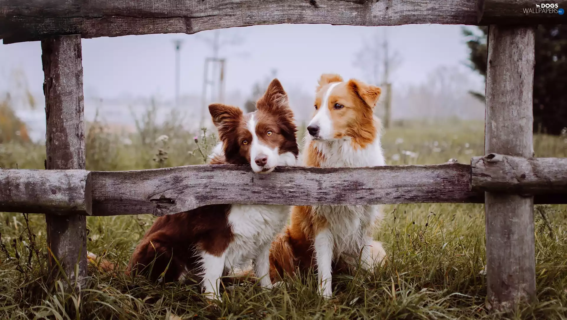 fence, Dogs, morning, Fog, Meadow, Border Collie