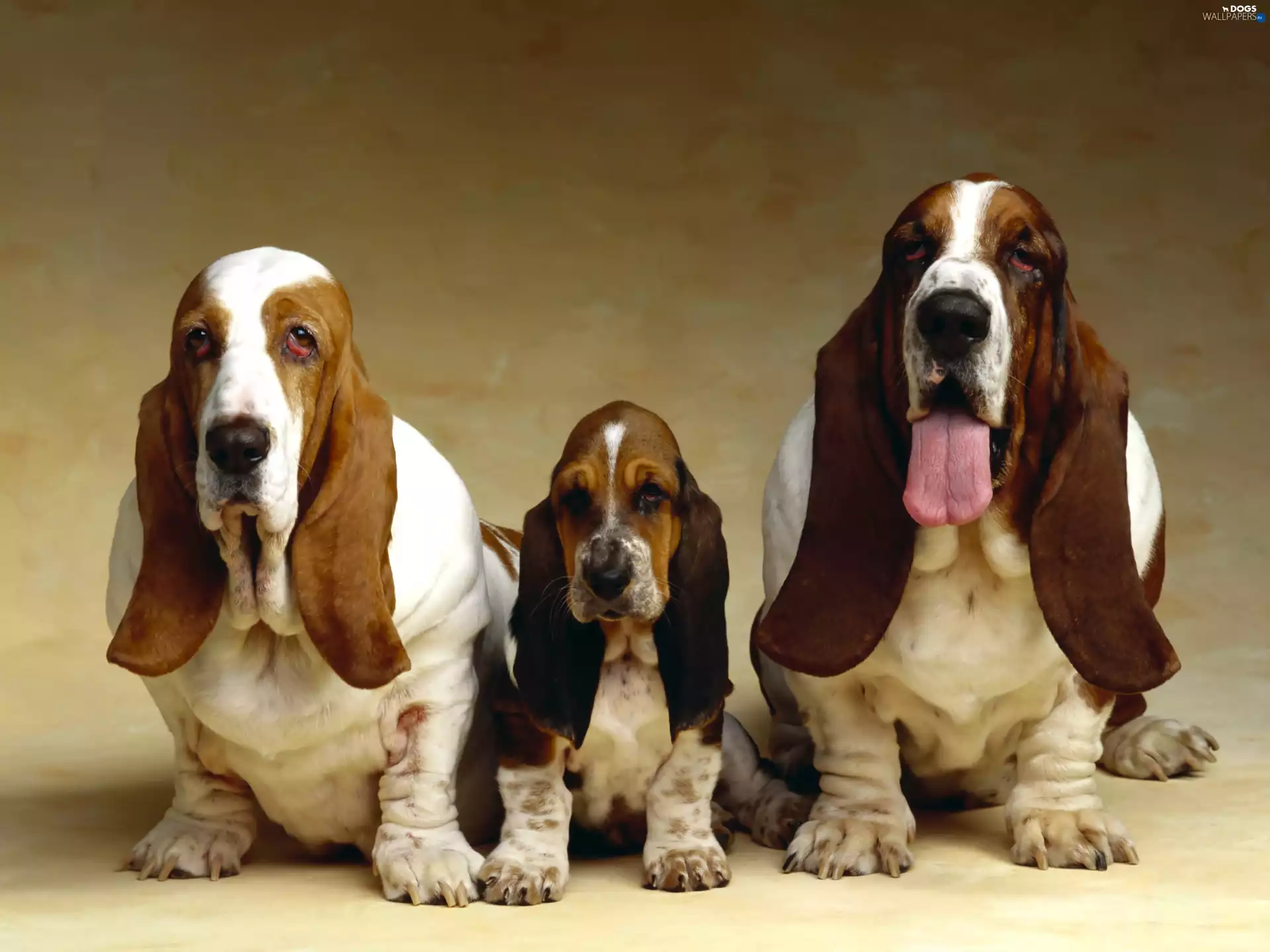 Basset Hound, Dog, folks