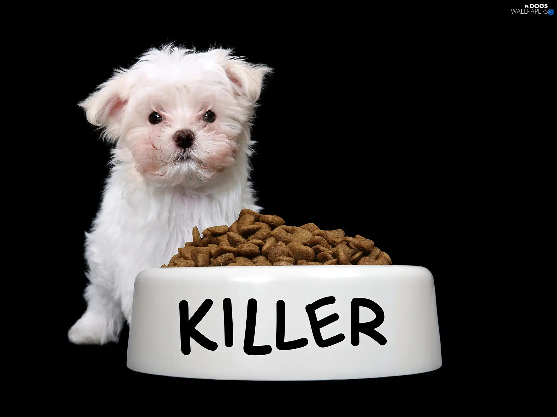 food, dry, doggy, bowl