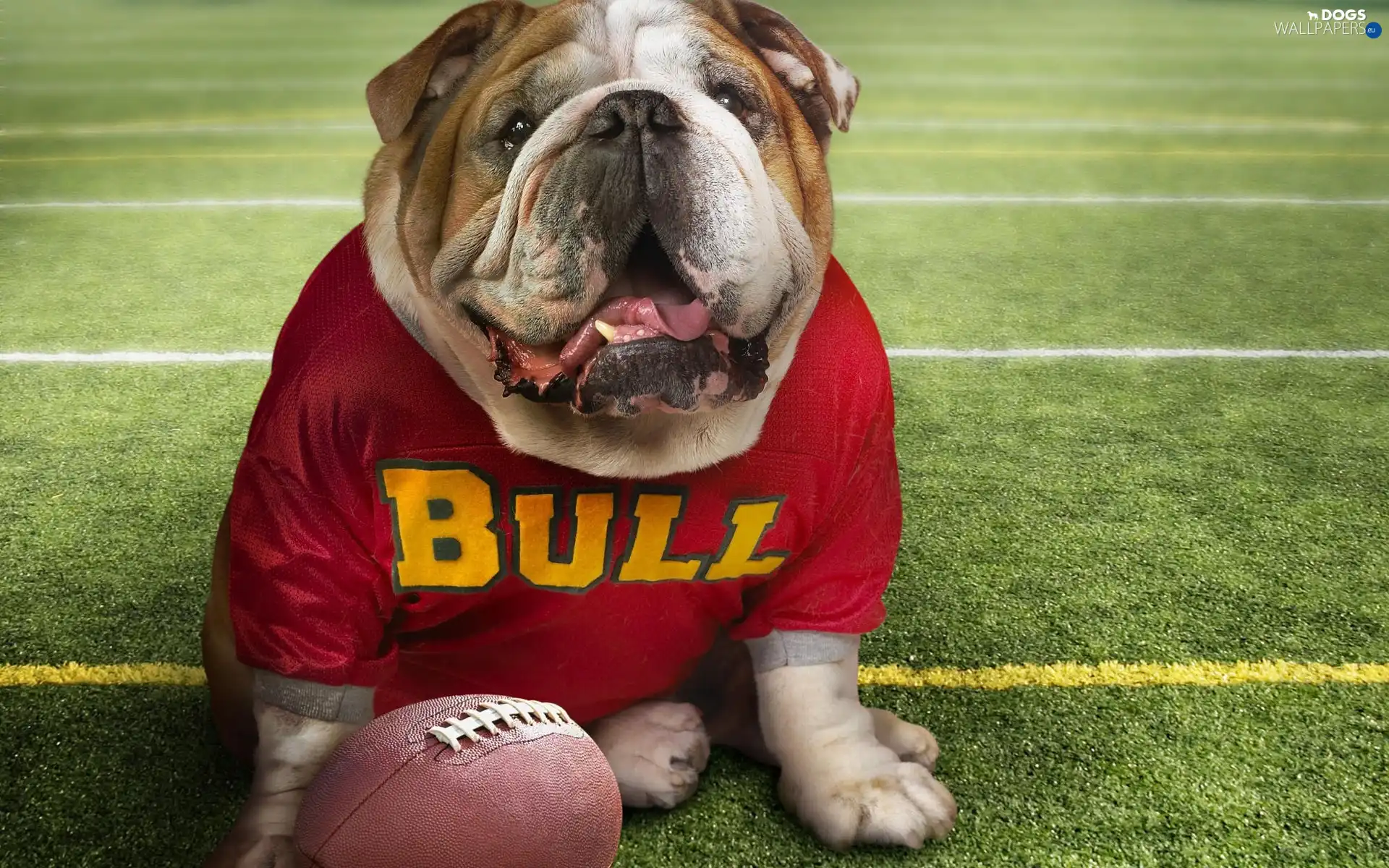 footballer, dog
