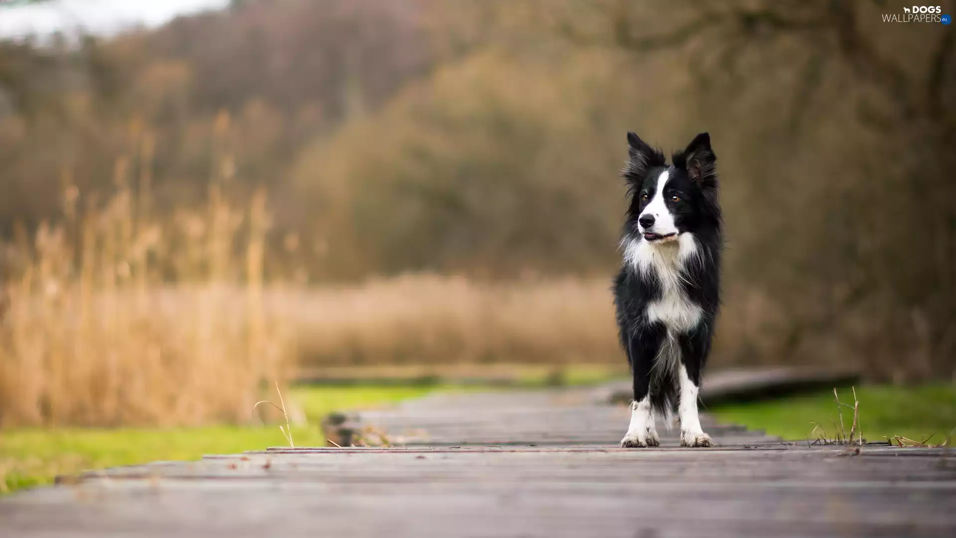 dog, Border Collie, footbridge, White and Black