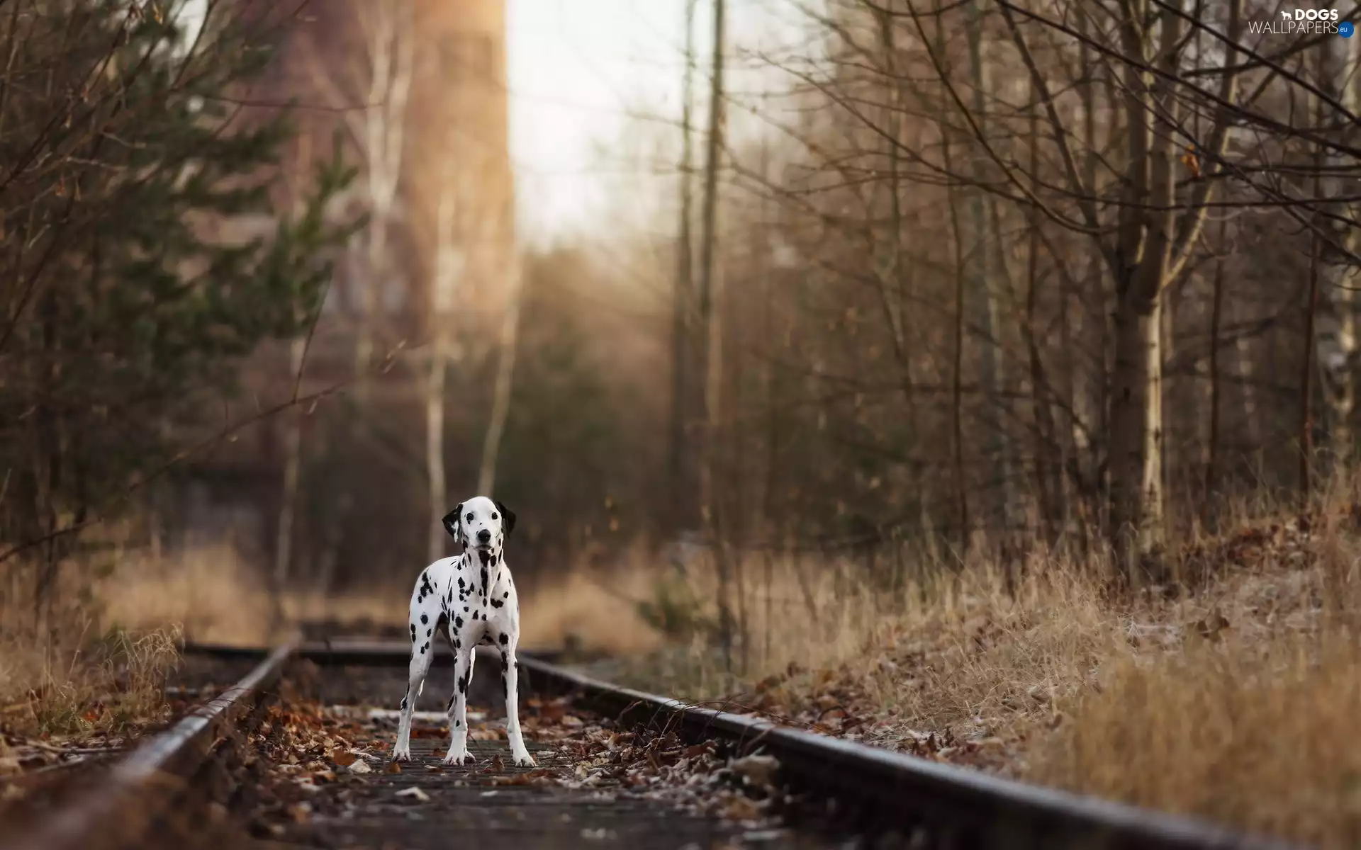 forest, Dalmatian, ##