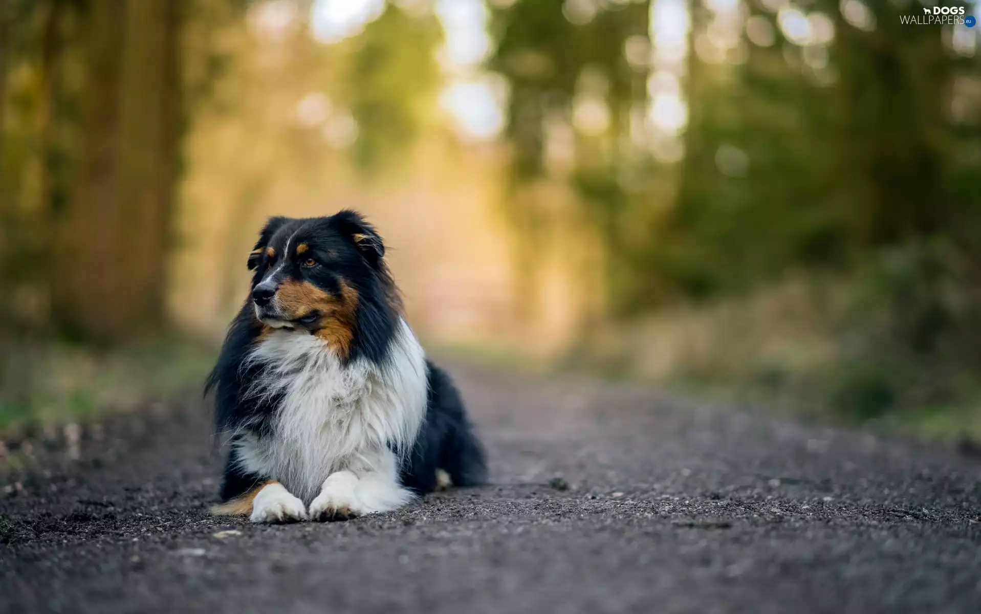 Australian Shepherd, Way, forest