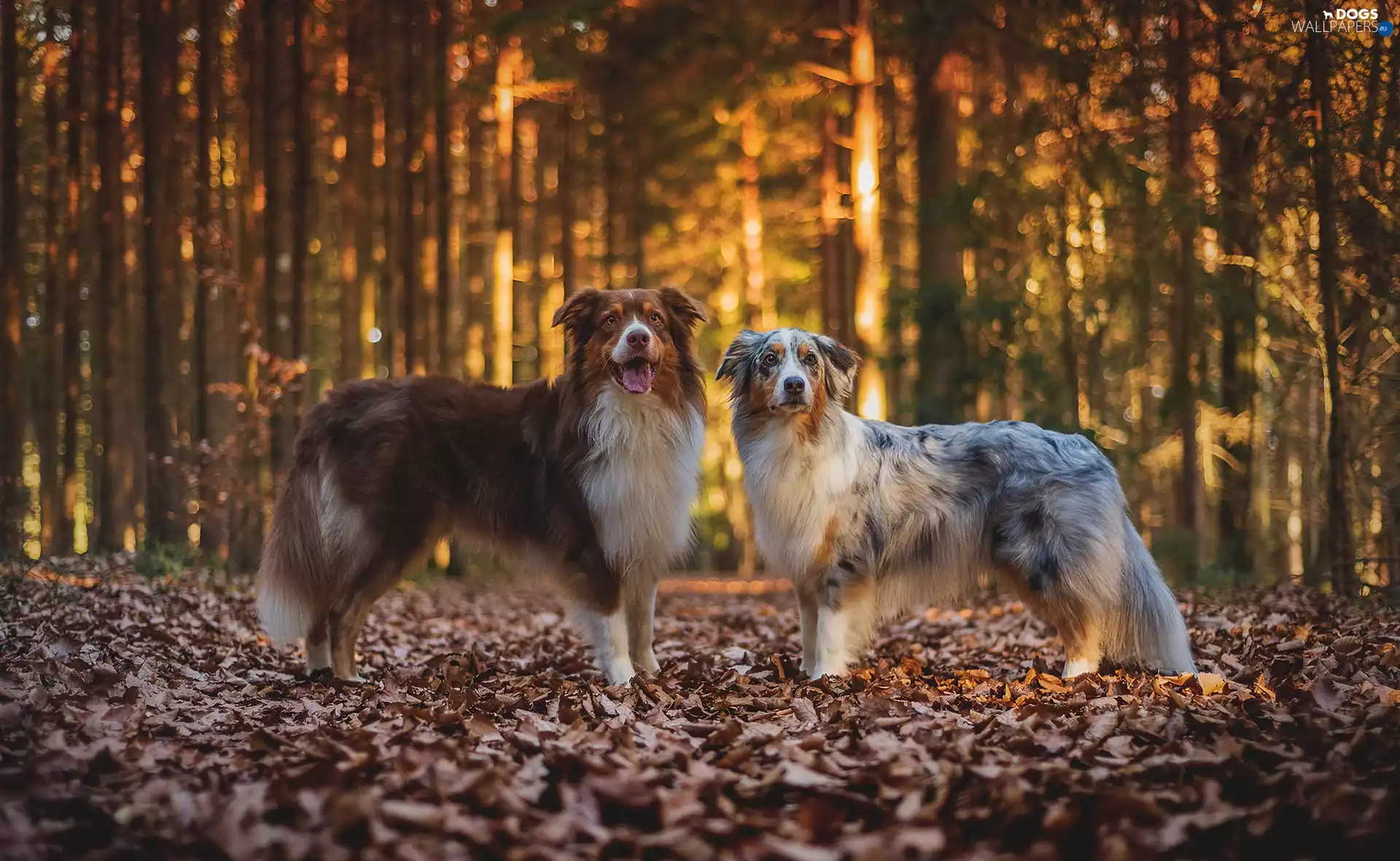 Two cars, autumn, Australian Shepherds, Leaf, Dogs, forest
