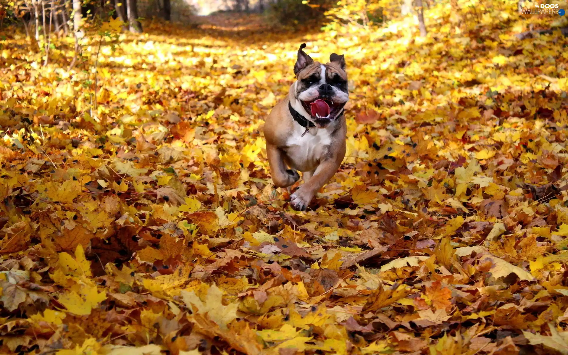 forest, Leaf, Pit Bull, autumn, Path