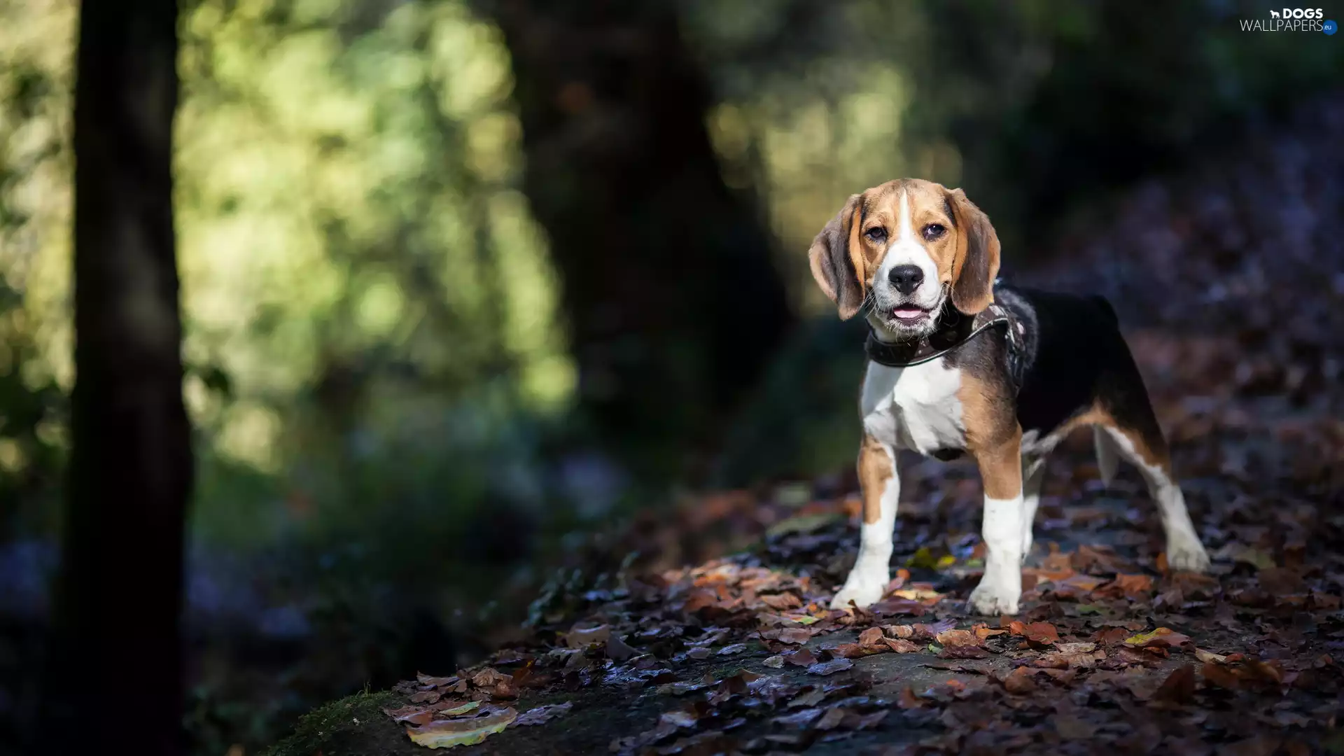 forest, dog, Beagle