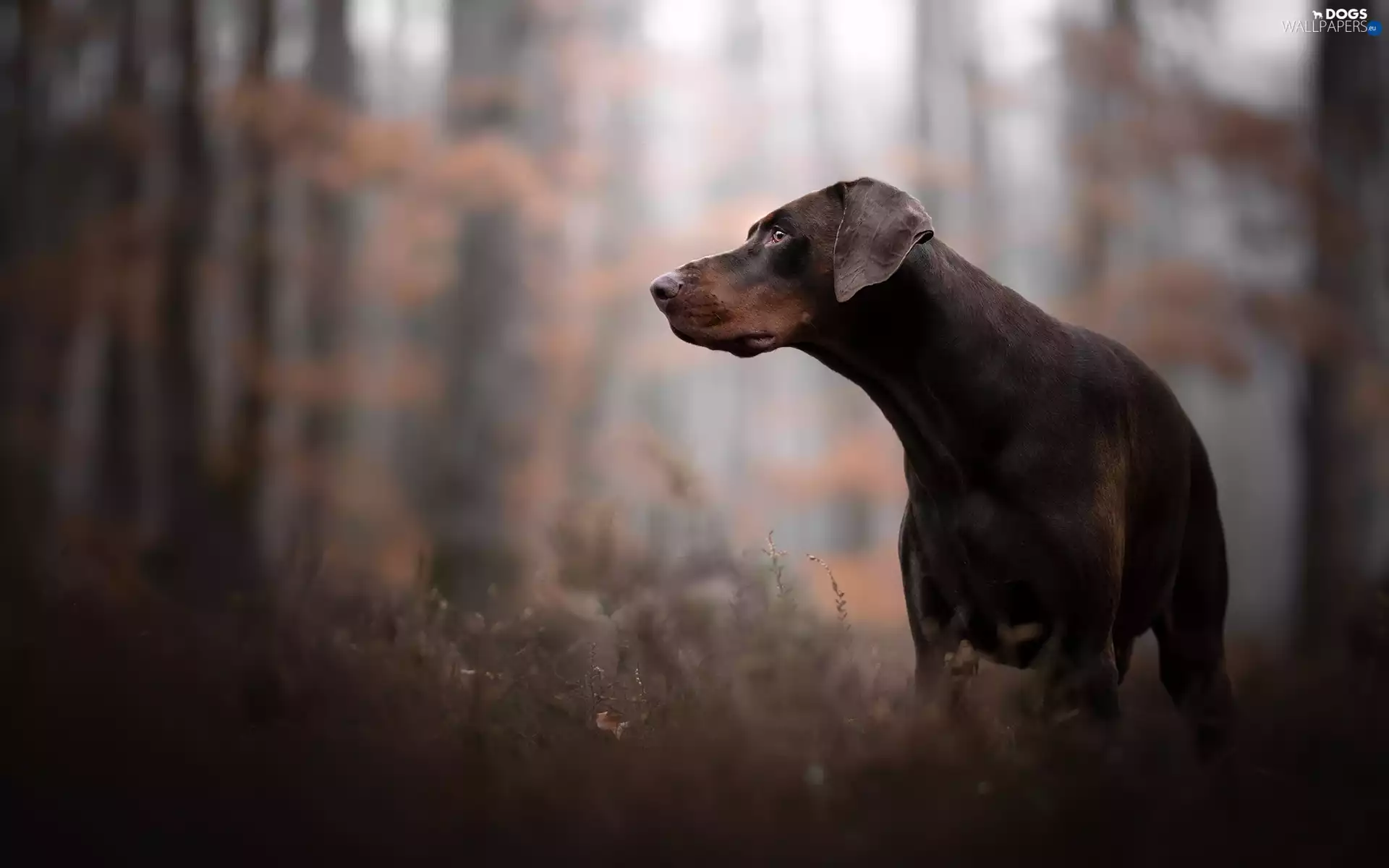grass, forest, Brown, Doberman, dog
