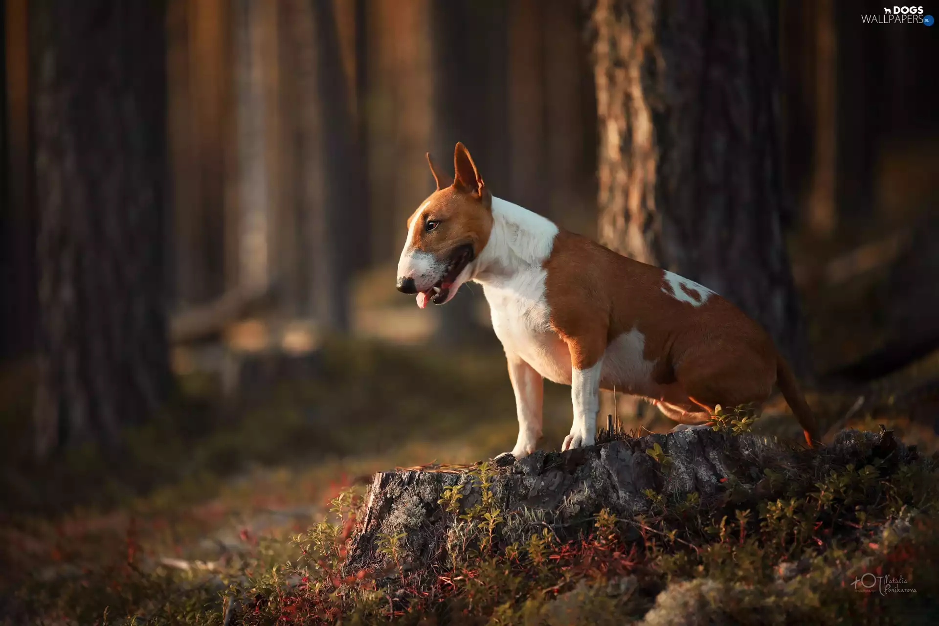 litter, forest, Bulterier, trunk, dog