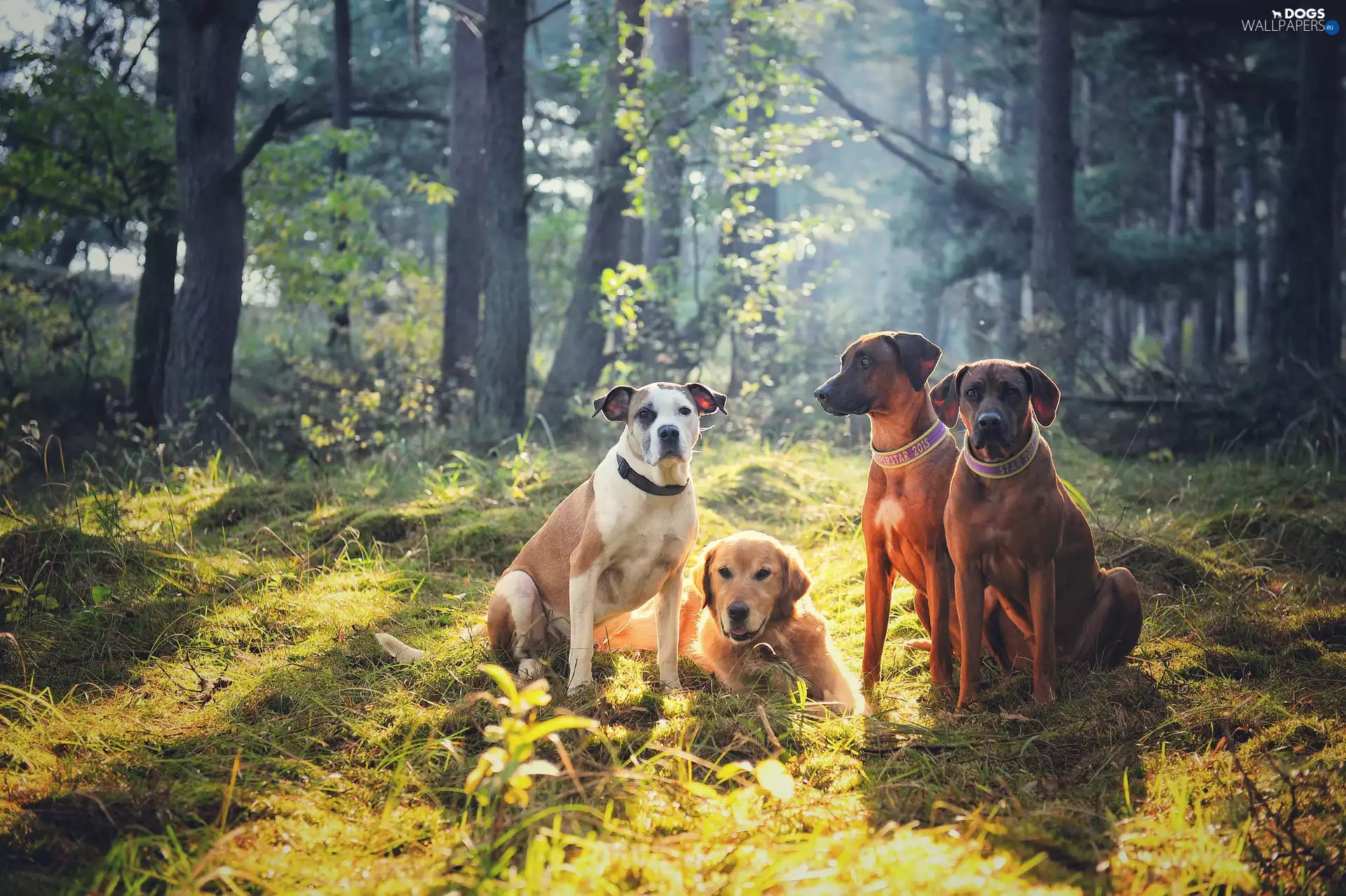 Two cars, lying, forest, Golden Retriever, Dogs, Rhodesian ridgeback, car in the meadow