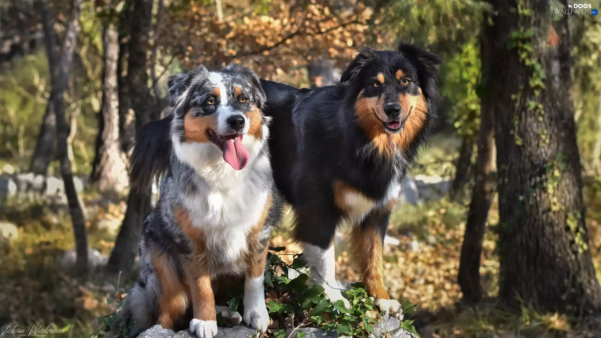 forest, Dogs, viewes, Australian Shepherds, Two cars, trees, Plants