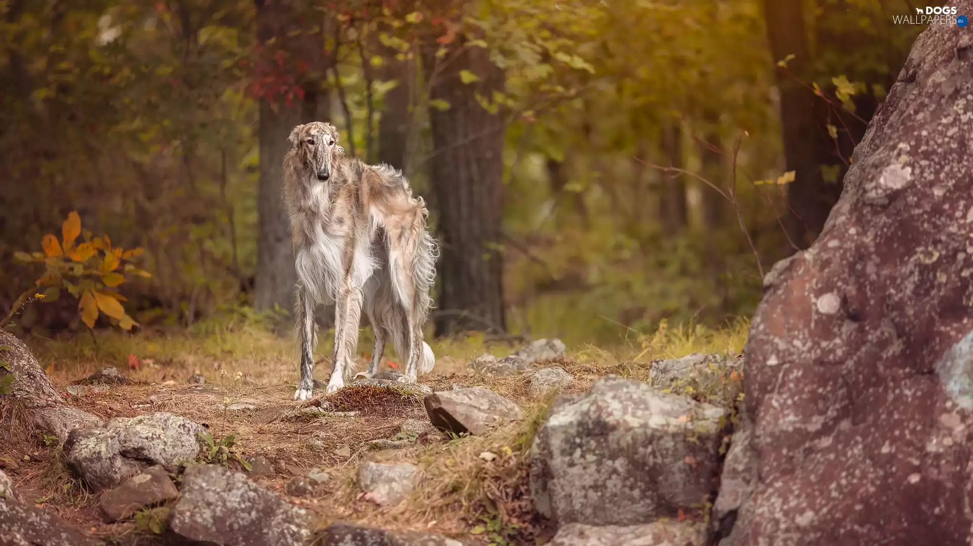 Stones, boulders, Borzoi, forest, Russian Chart