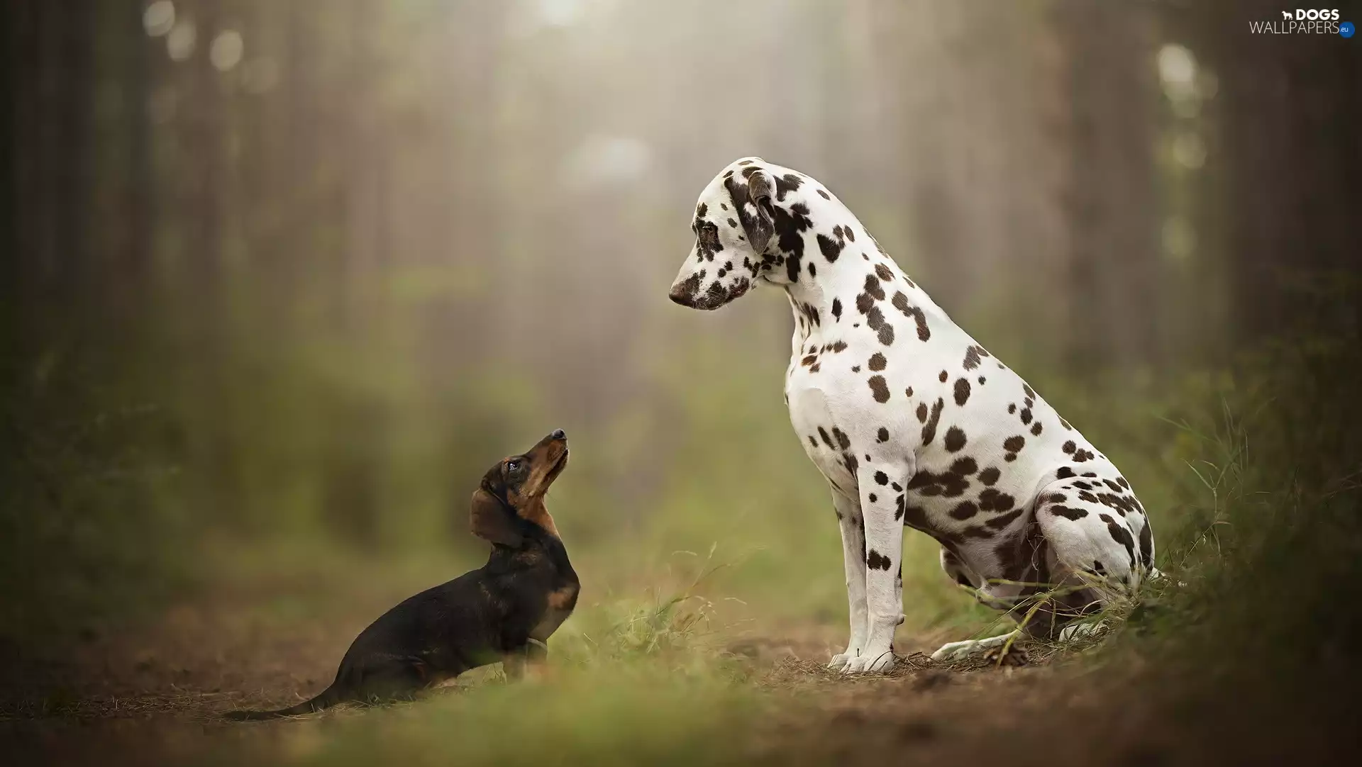 grass, forest, dachshund, Dalmatian, Dogs
