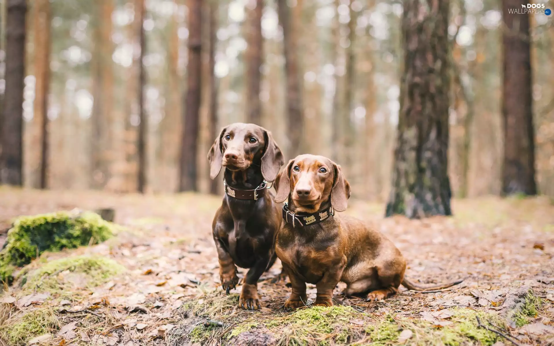 forest, Dogs, dachshunds