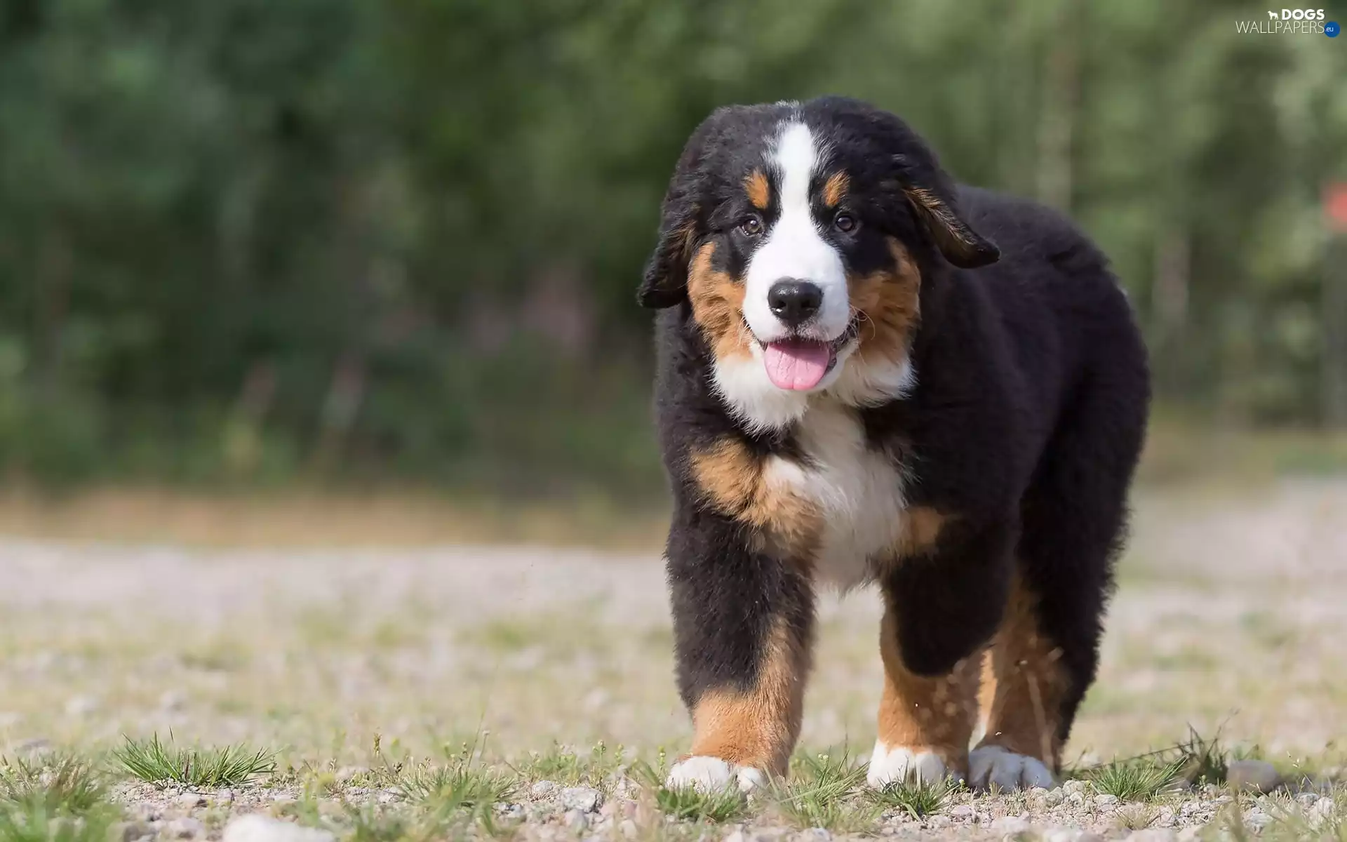 Way, forest, dog, pastoral, Bernese