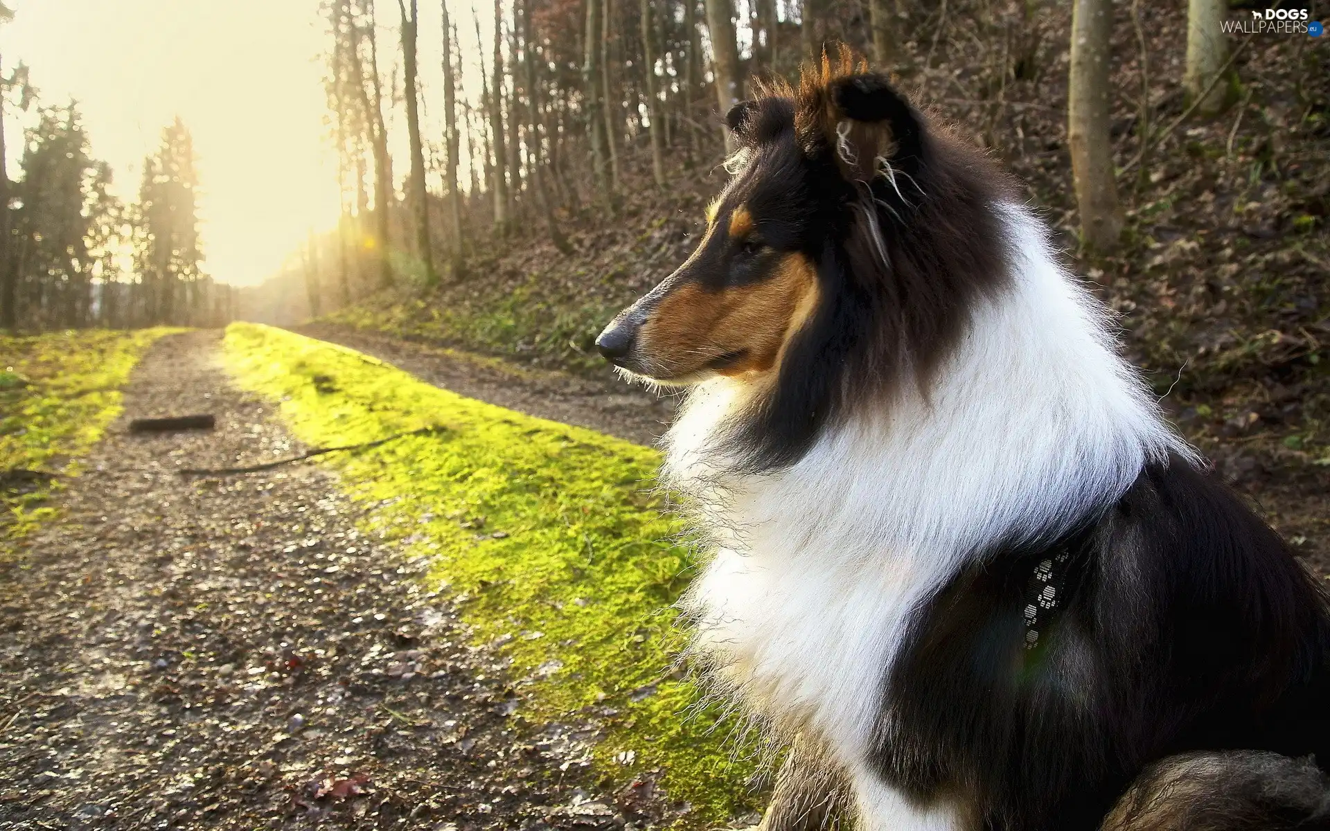 forest, Way, sheep-dog, Scotch