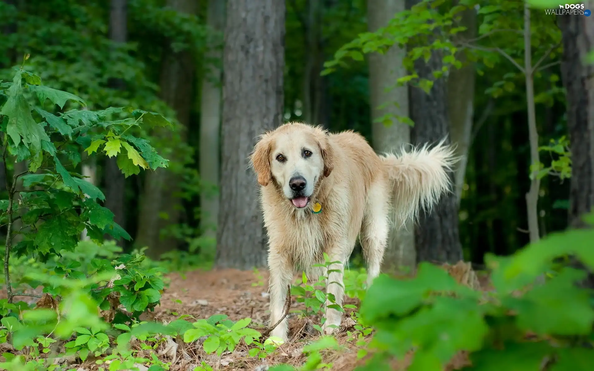 forest, viewes, dog, trees
