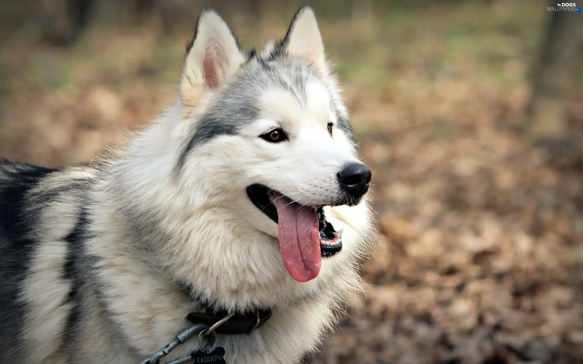 forest, wander, dog, Husky