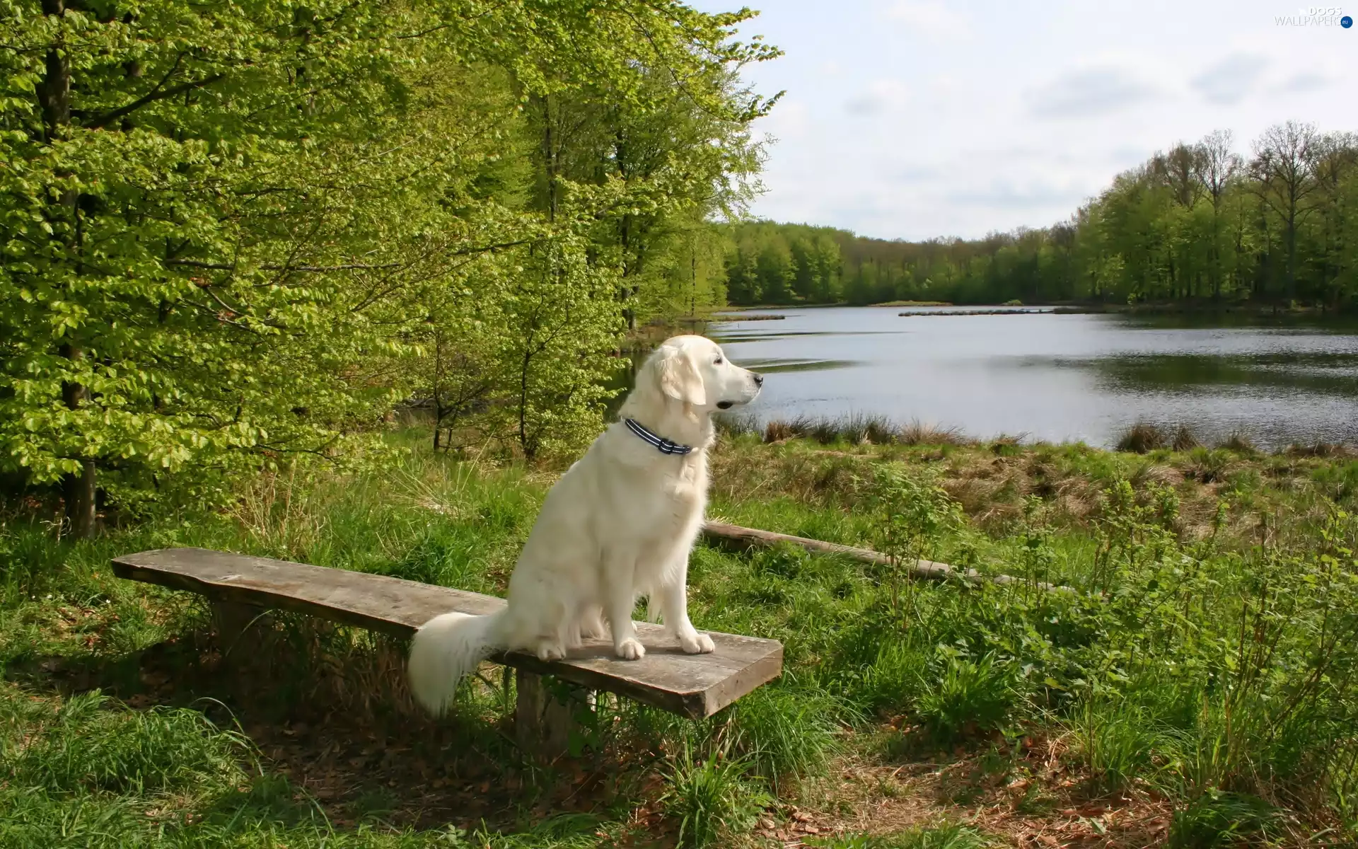 lake, forest, doggy, Bench, White