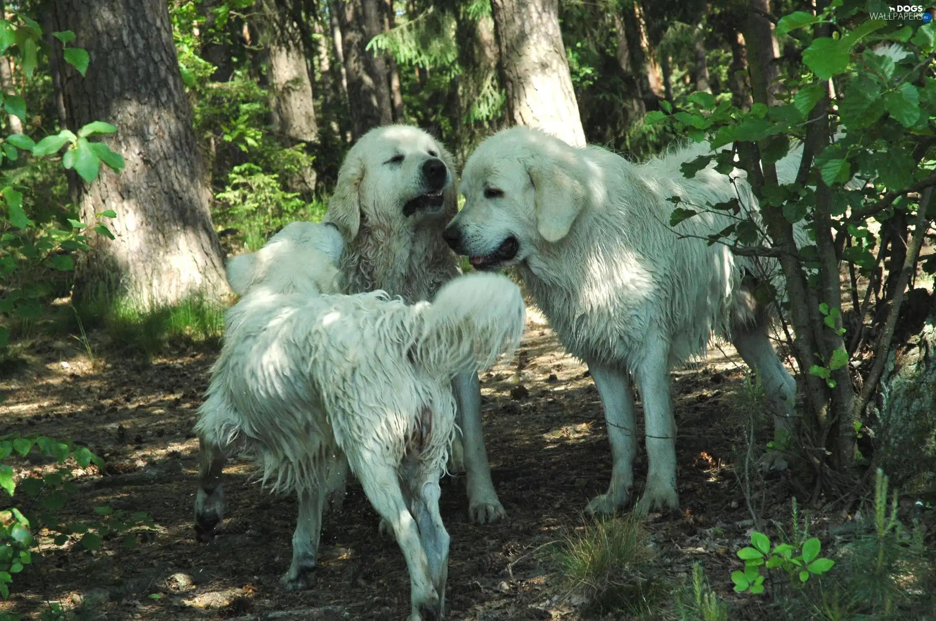 Dogs, forest, dirty