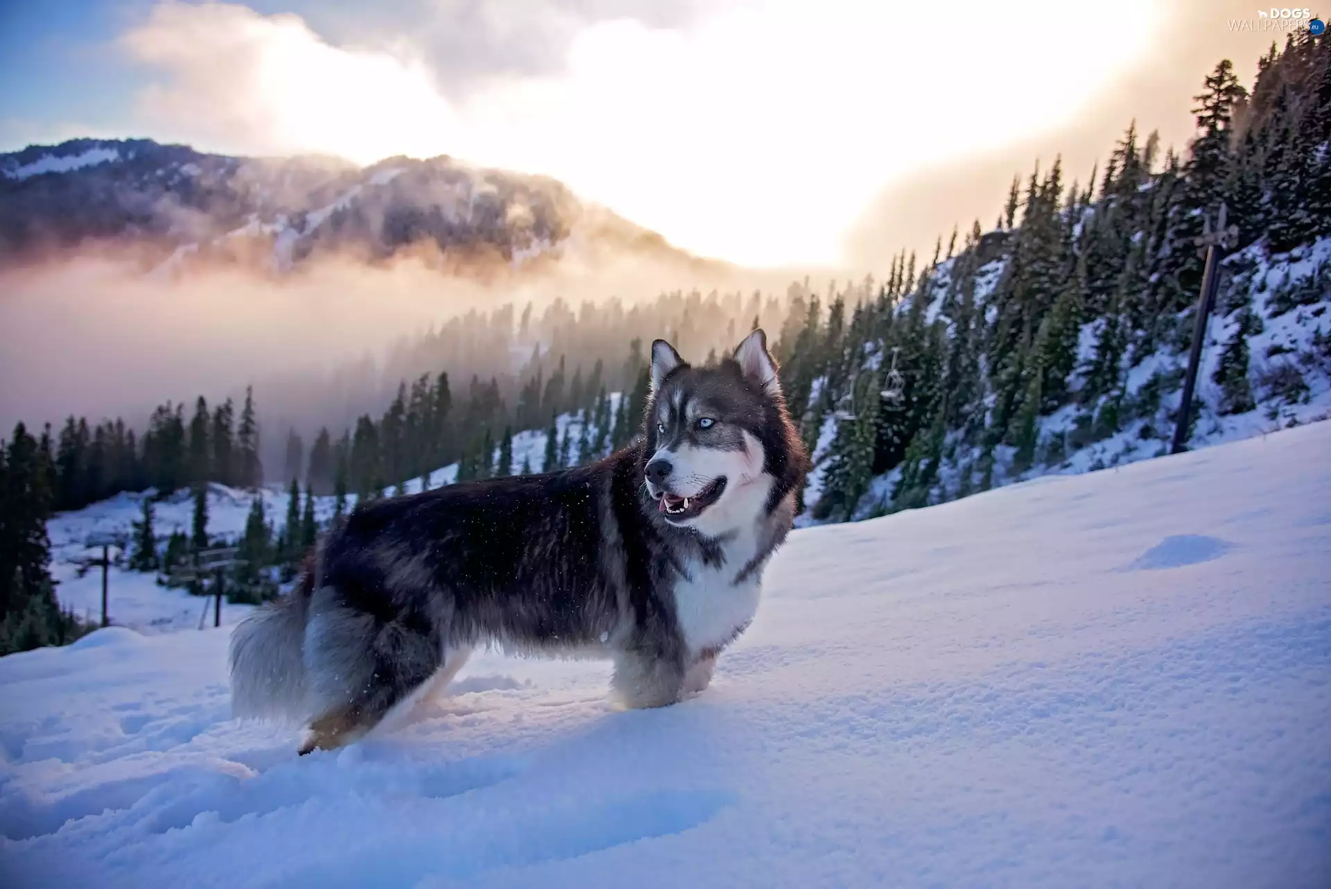 winter, dog, Fog, forest, Mountains, Siberian Husky