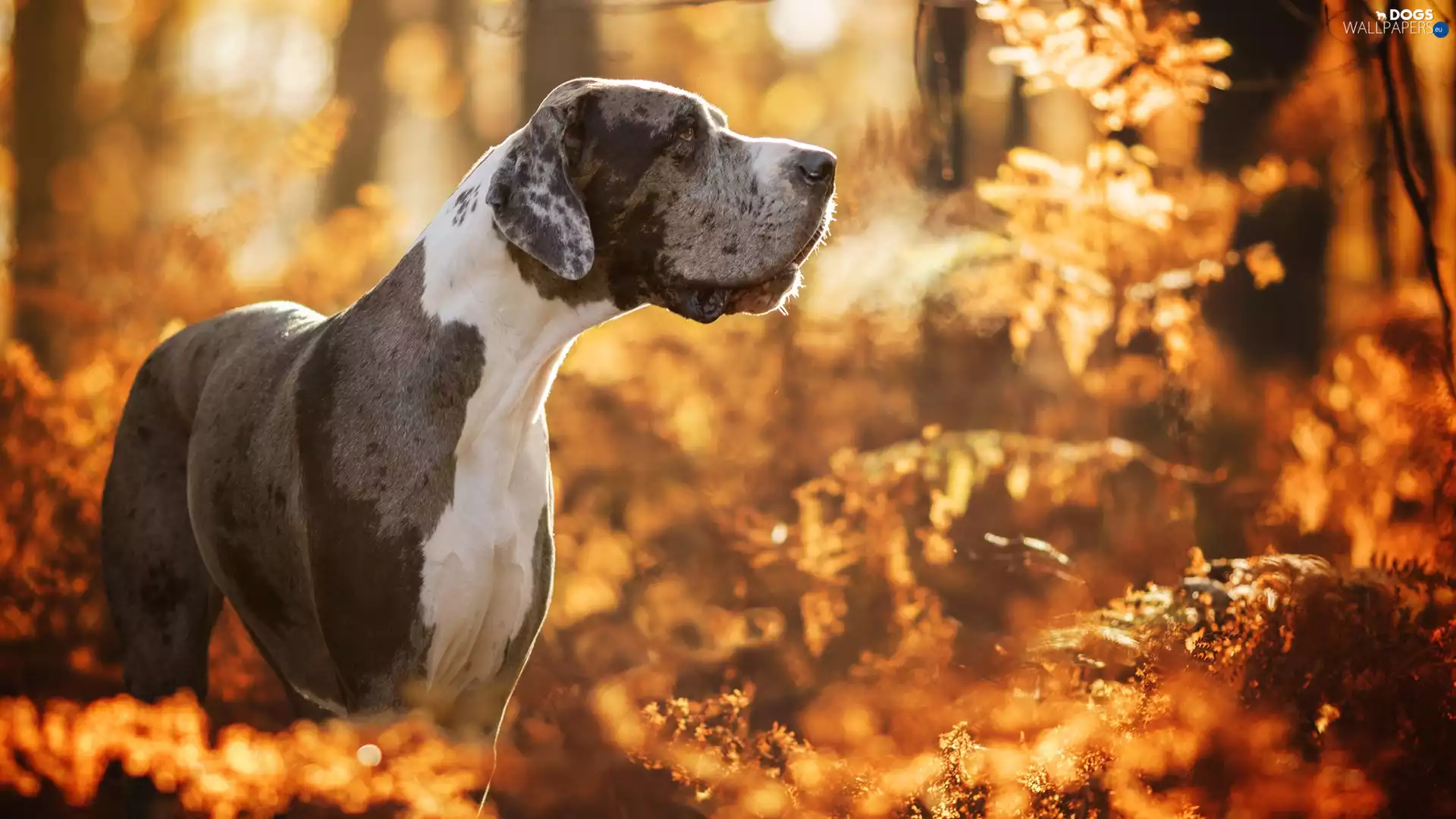 dog, Merle Coat, forest, Dog German