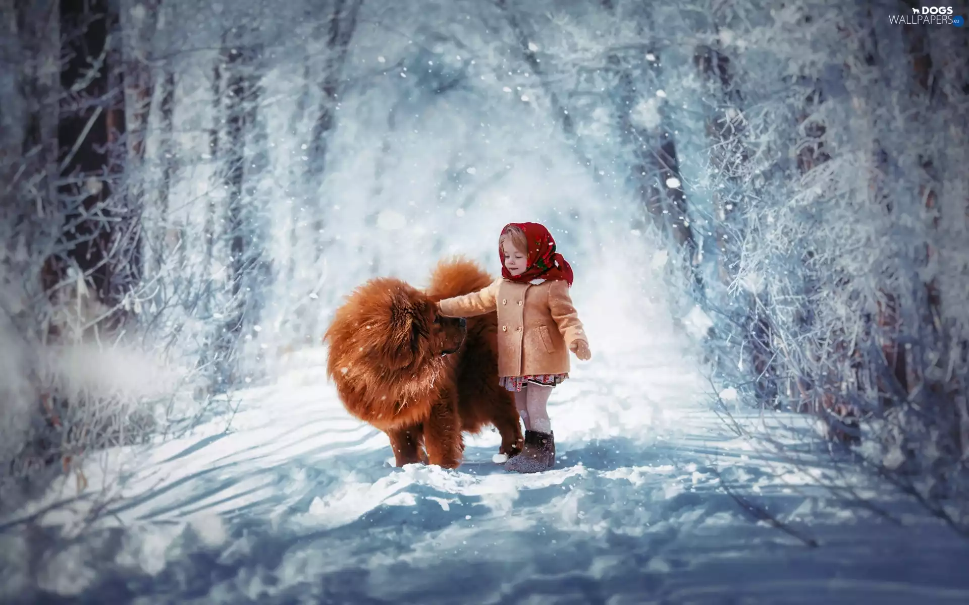 Chow chow, girl, forest, Way, winter, dog