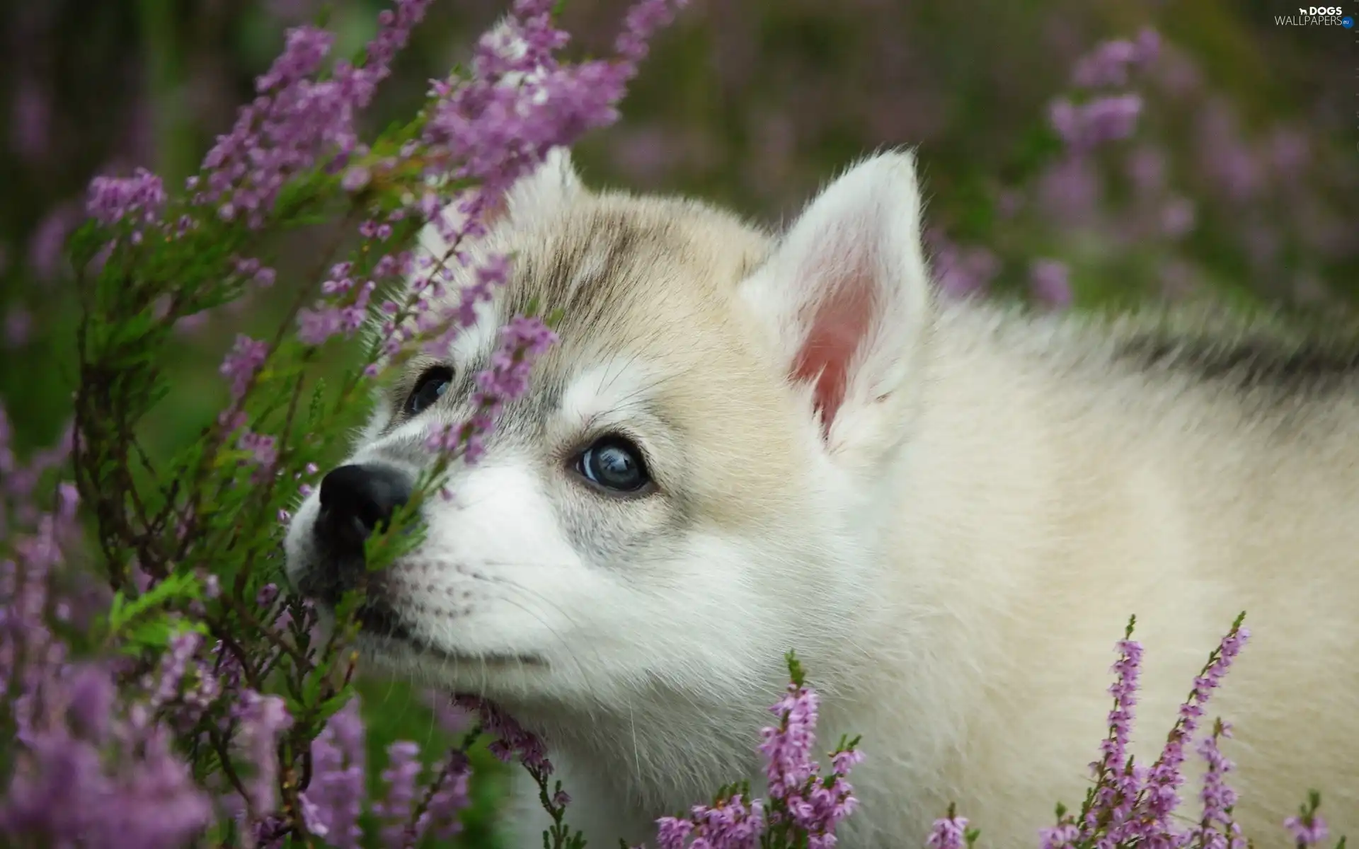 heather, forest, Puppy