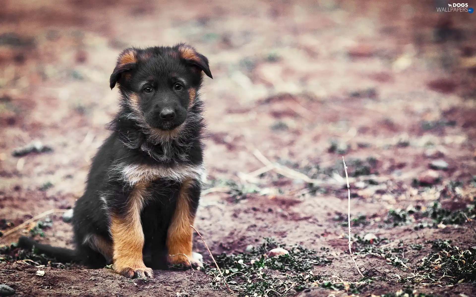 forest, Way, honeyed, puppie