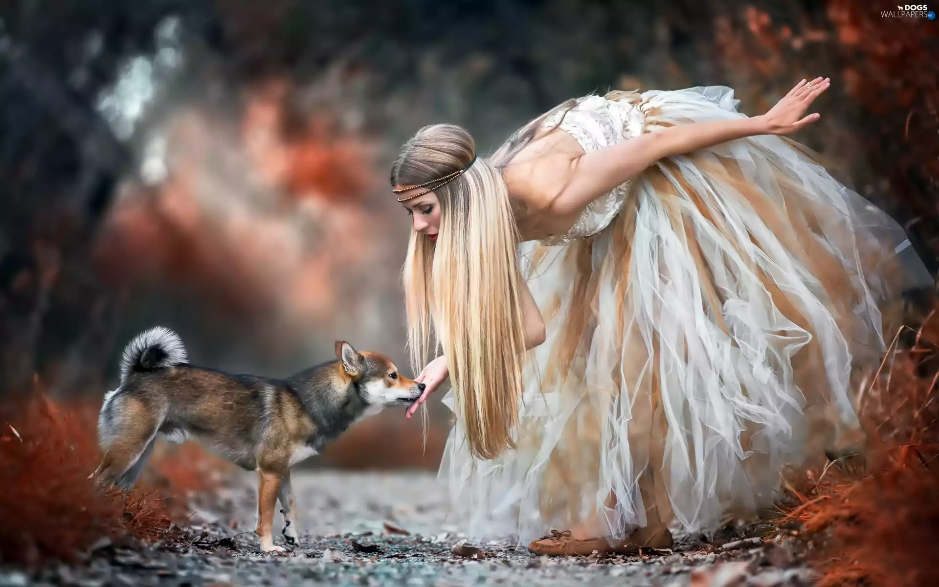 girl, Shiba inu, forest, Way, magical