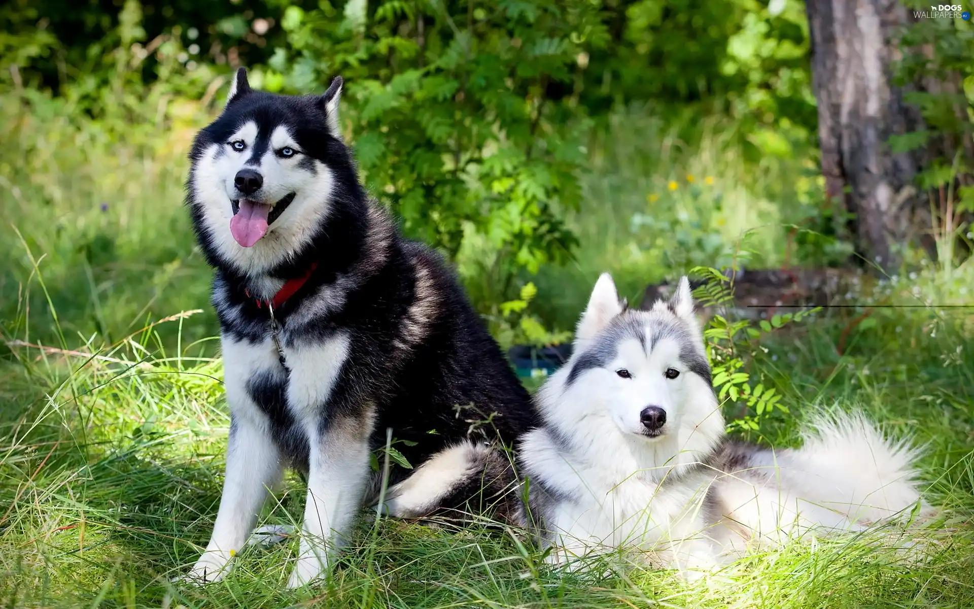 forest, car in the meadow, Dogs