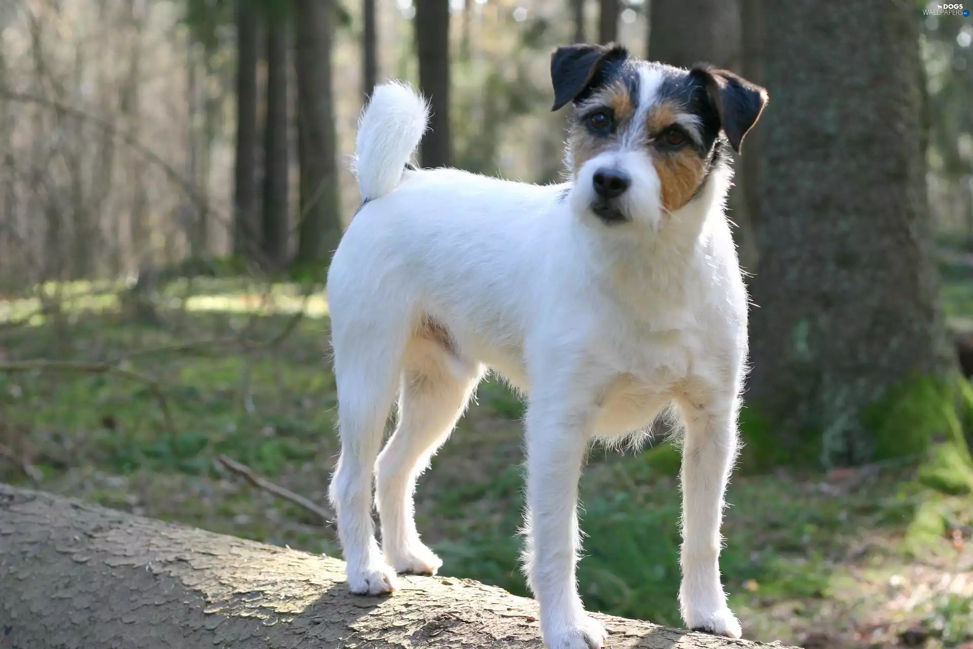 Parson Russell Terrier, forest