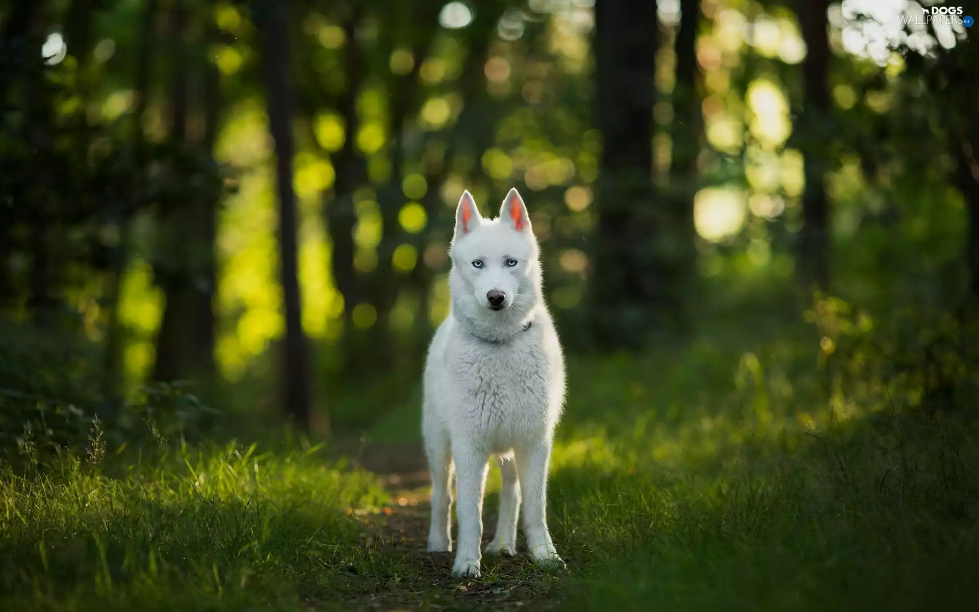 Path, Siberian Husky, forest