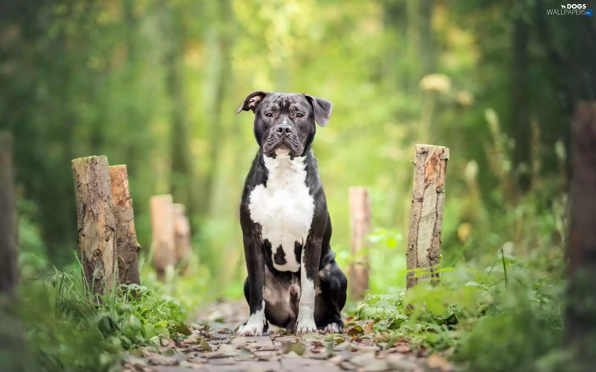 Path, forest, Pit Bull Terrier