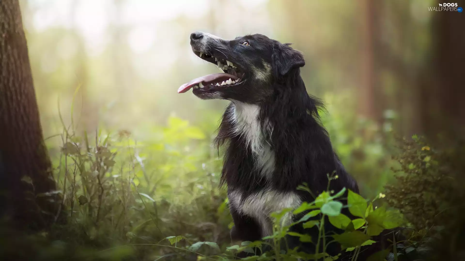 dog, forest, Plants, Border Collie