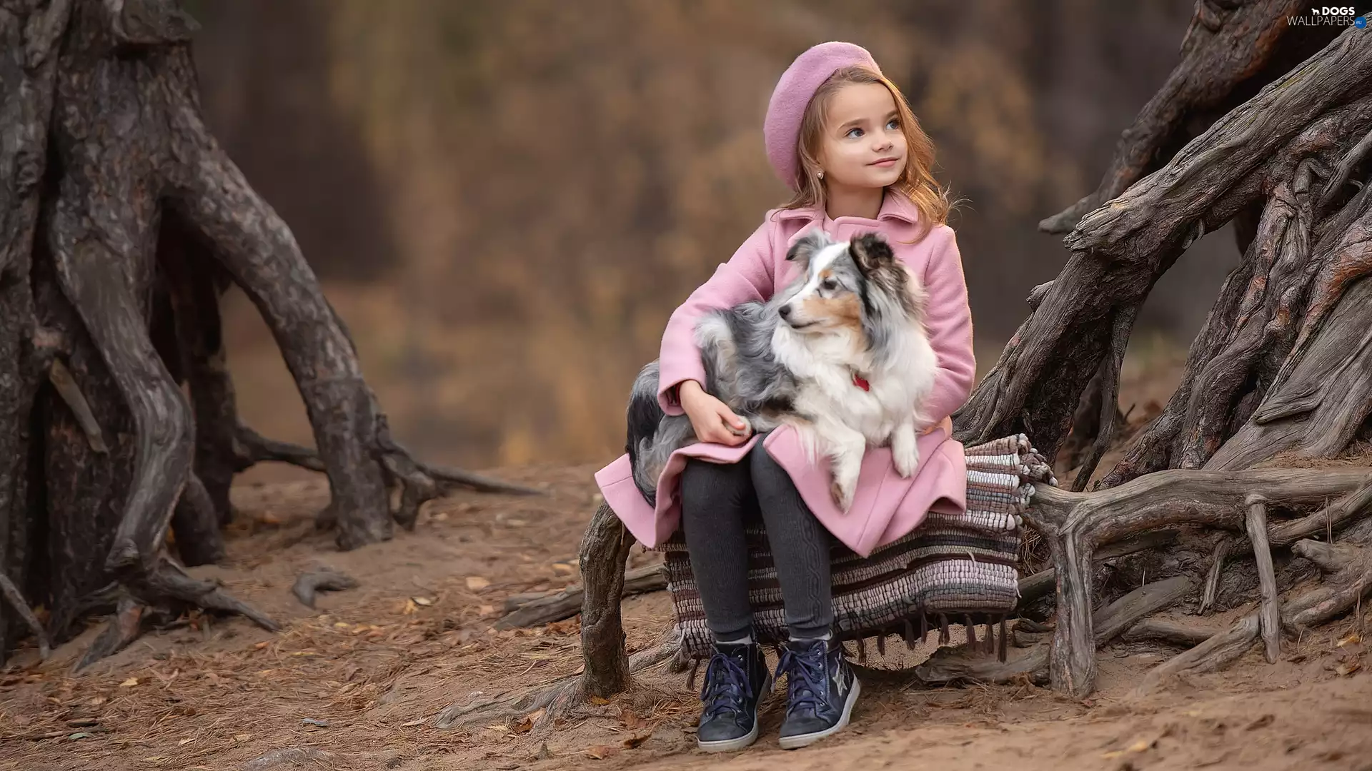 trees, dog, roots, shetland Sheepdog, girl, viewes, forest