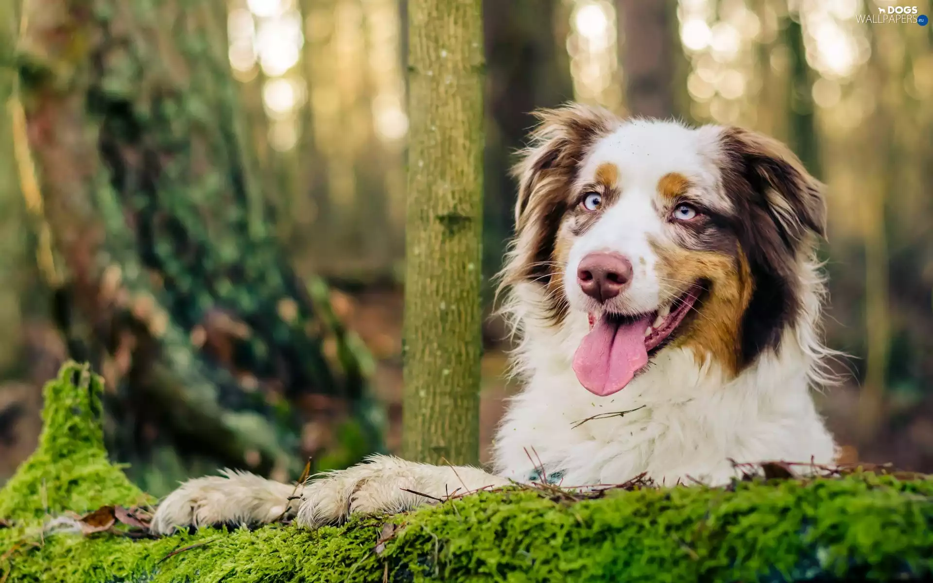 Australian Shepherd, Tounge, forest, Australian Shepherd