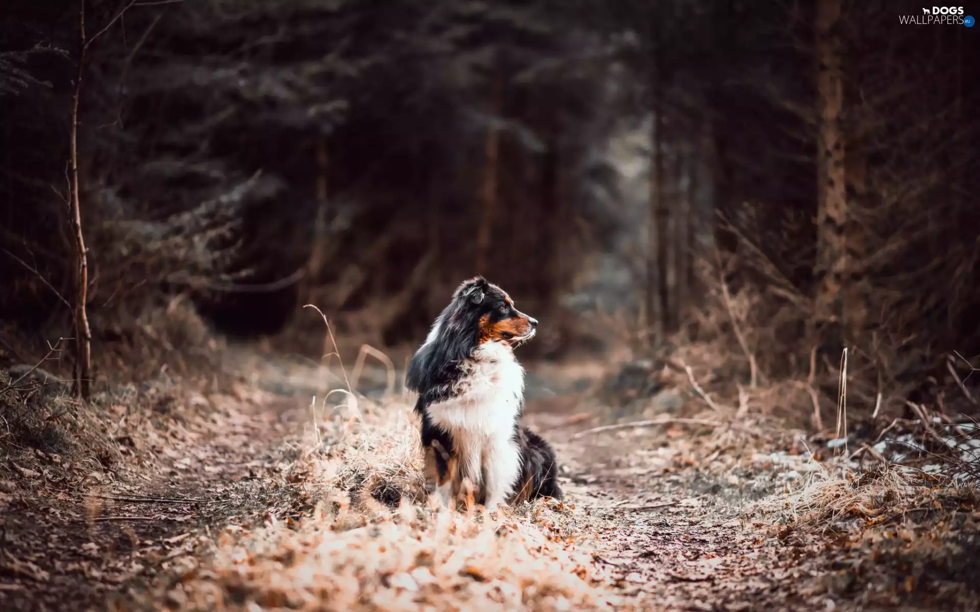 Australian Shepherd, Way, forest, Australian Shepherd