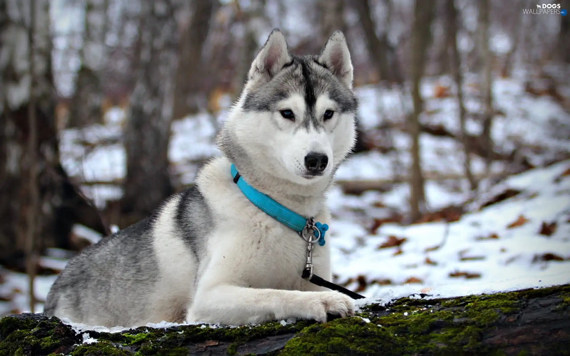 forest, dog-collar, Husky, snow, Blue