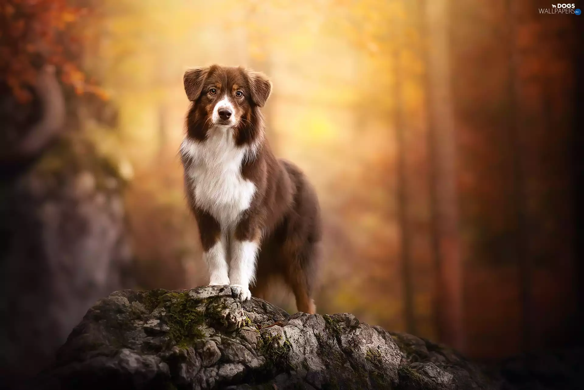 dog, forest, Stone, Australian Shepherd