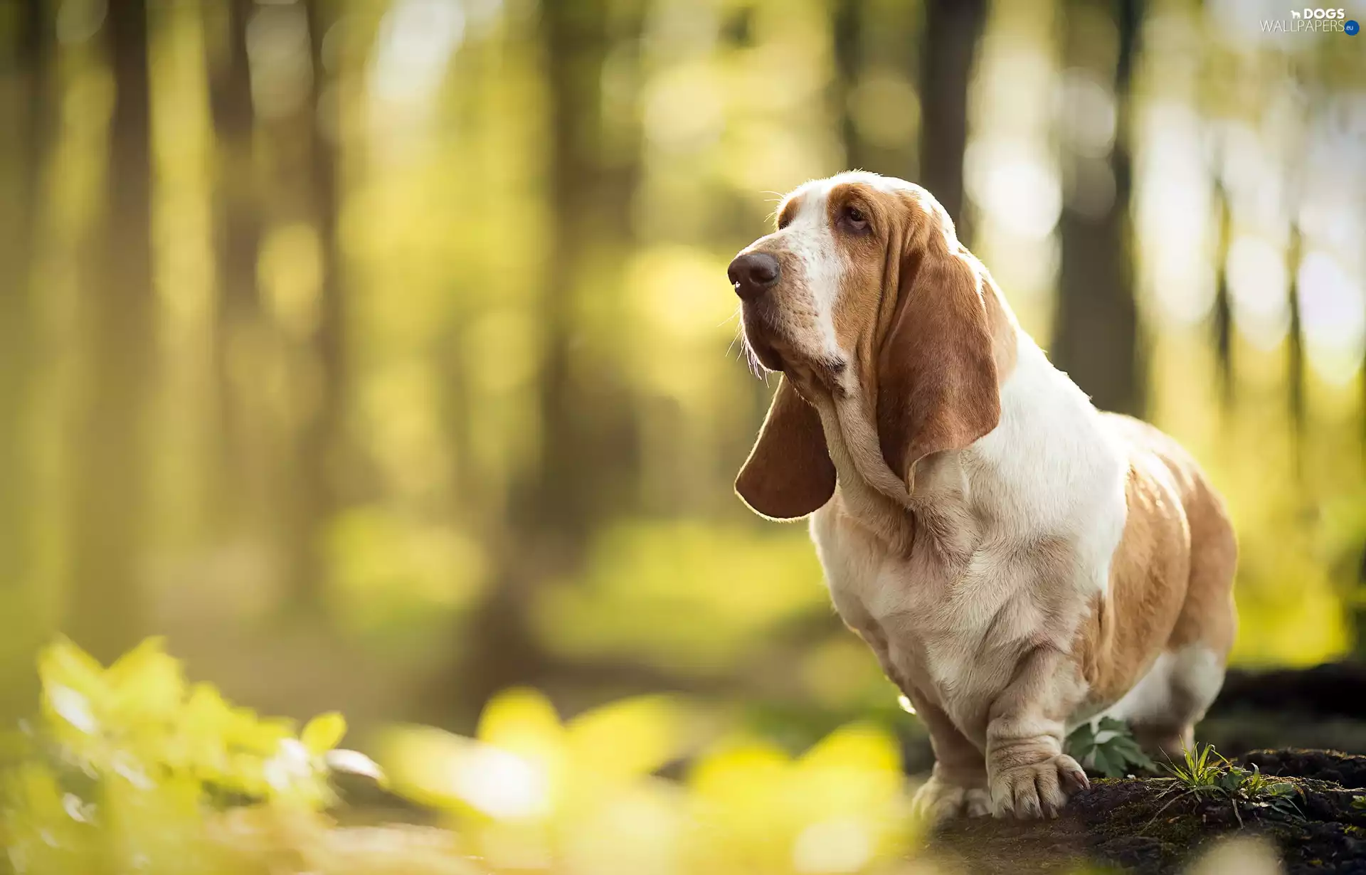 stump, Basset Hound, forest