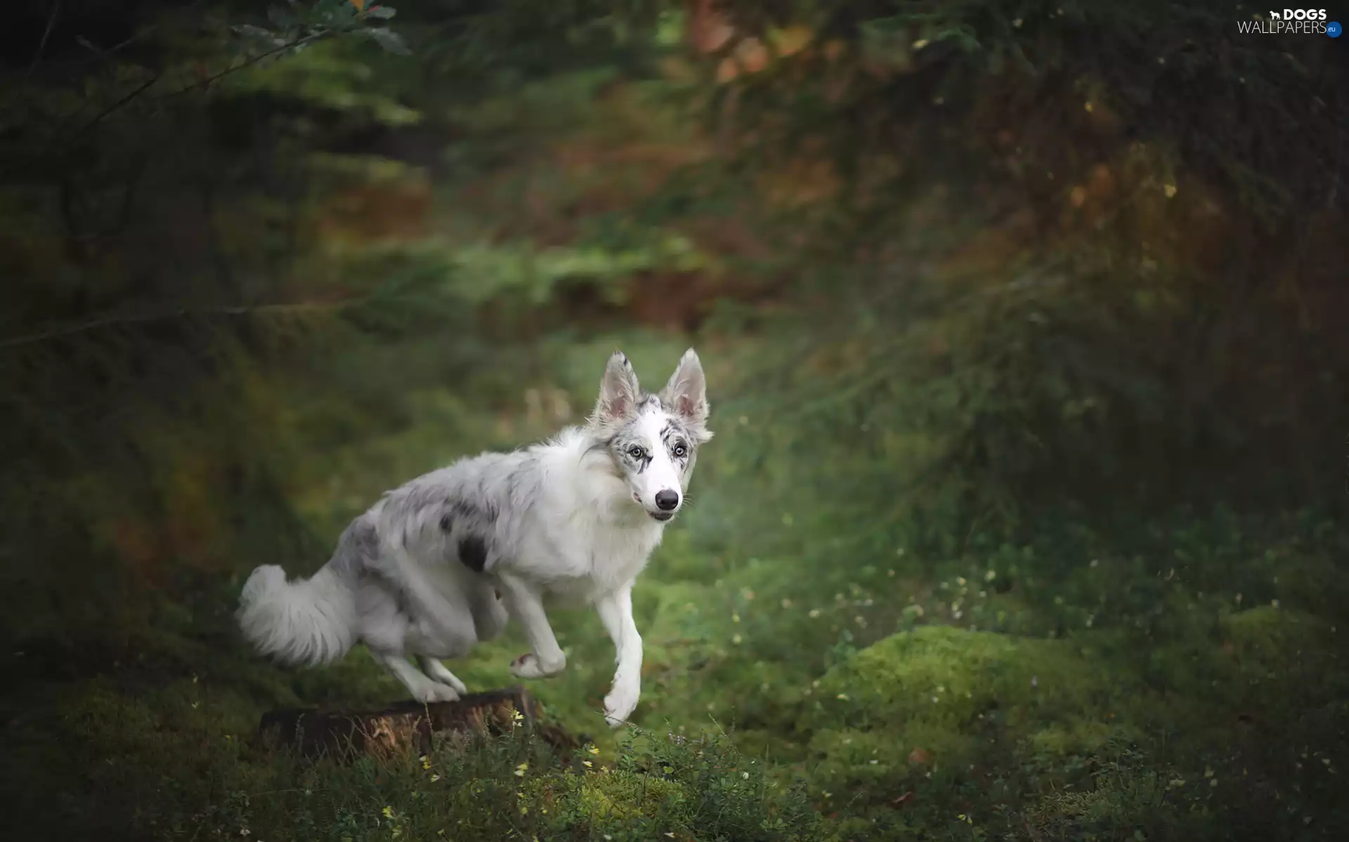 trunk, Border Collie, forest
