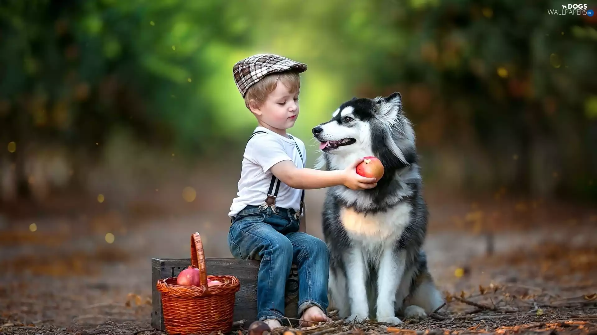 basket, dog, Way, Siberian Husky, boy, Fruits, forest