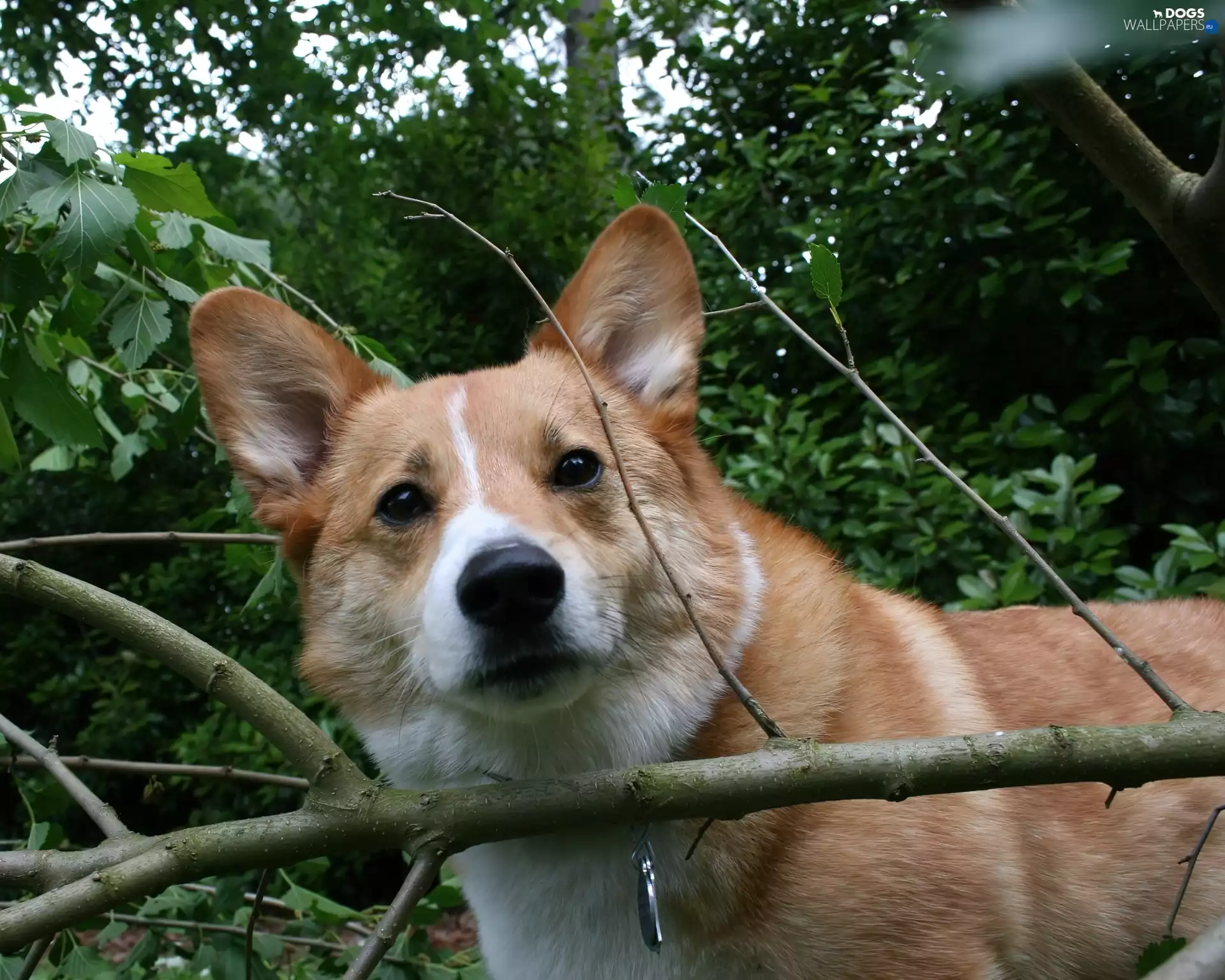 Welsh corgi pembroke, forest