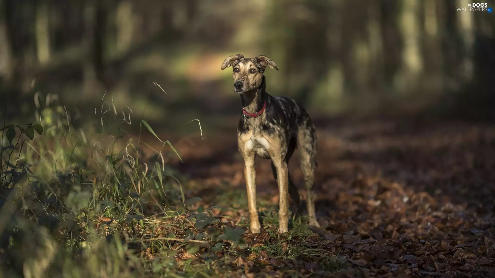 grass, dog, Way, forest, Leaf, Whippet