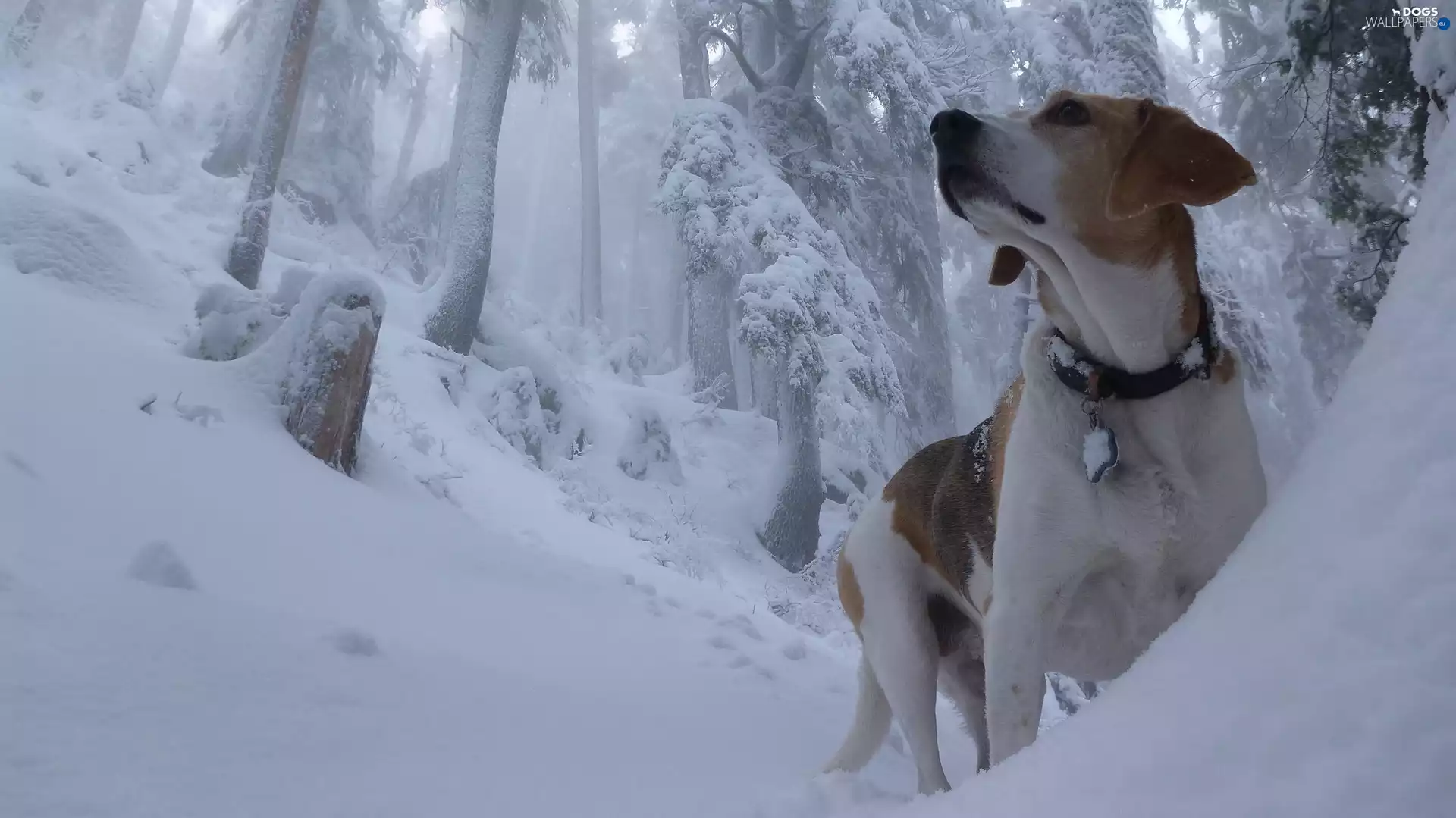 forest, Beagle, winter