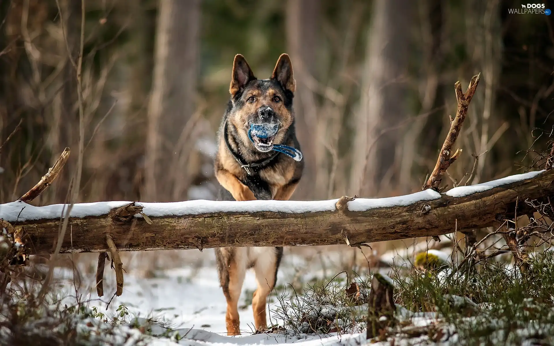 forest, play, dog, winter, Ball