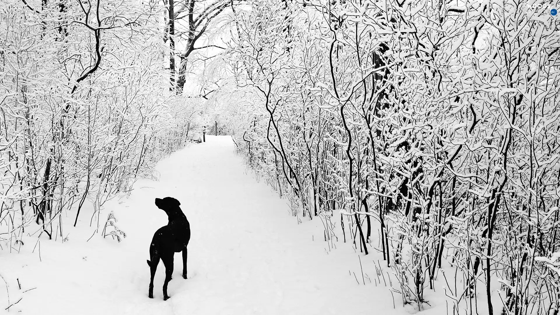 forest, dog, winter, snow
