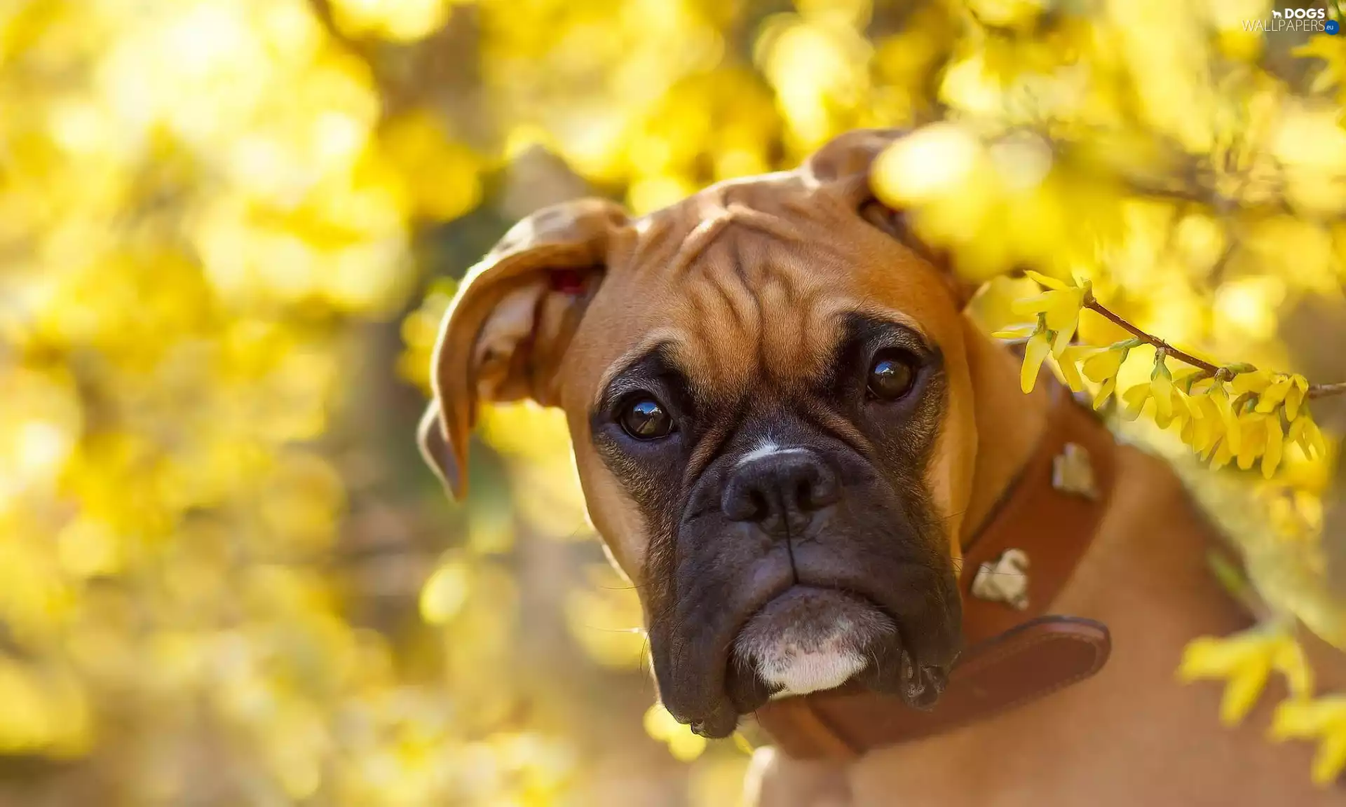 Forsythia, dog, boxer